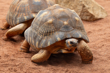 Captive Madagascan Radiated Tortoise in Perth Zoo Australia