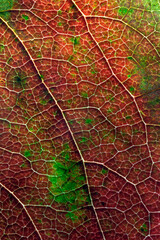 leaf, autumn, texture, plant, nature,