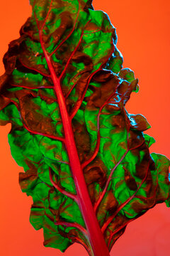 Swiss Chard lit with pink gel