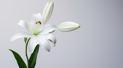 Fototapeta na wymiar Lily background white plant beauty flower