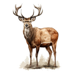 Naklejka na ściany i meble Red deer animal in cartoon style on transparent background, Cervus elaphus Stiker design