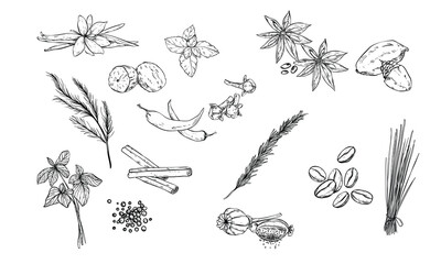 plant grains handdrawn illustration engraving
