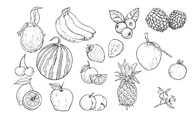 tropical fruit handdrawn illustration engraving