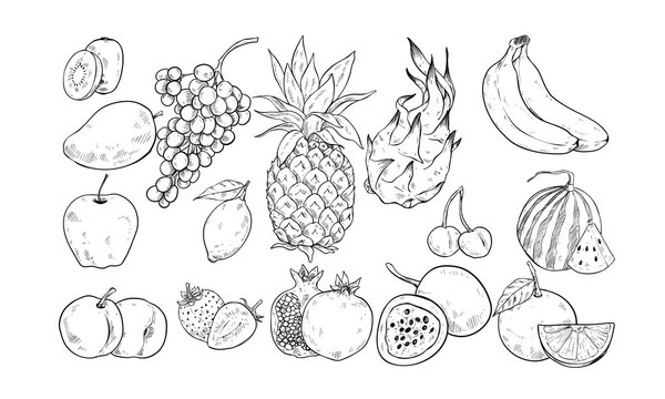 fresh fruit handdrawn illustration engraving