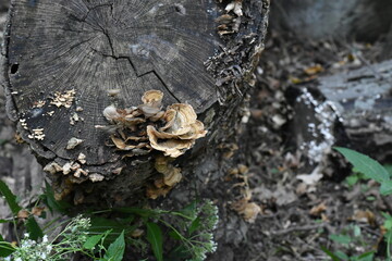 Group of Flat Brown Mushrooms on a Tree Stump in New York 
