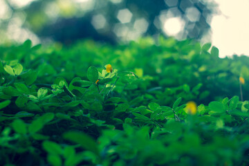 Rear view of man standing by grass against mountains.
Rear view of man standing on rock against sky during sunset.
Side view of men traveling in jinrikisha at beach during sunset.
