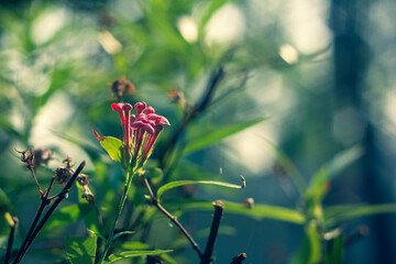  Close-up of flowers blooming outdoors.Purple pink flower of Celosia, also known as cockscomb or woolflowers, bloom in Africa, Mexico and even China as a perennial in gardens in summer