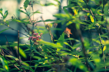  Close-up of flowers blooming outdoors.Purple pink flower of Celosia, also known as cockscomb or woolflowers, bloom in Africa, Mexico and even China as a perennial in gardens in summer