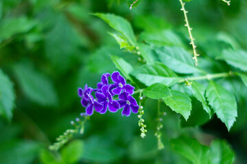 golden dewdrop or pigeon berry or skyflower on a sunny day,Purple Flowers Of Duranta Erect....