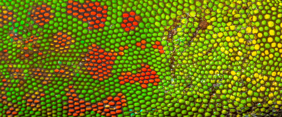Peau de caméléon 