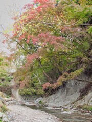 富津もみじロードの紅葉