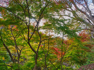 富津もみじロードの紅葉