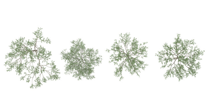 Collection of Silver birch trees isolated on white background, tropical trees isolated used for design,top veiw, advertising and architecture