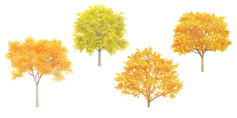 Jungle Maple,Silver wattle,Autumn trees shapes cutout 3d render set - obrazy, fototapety, plakaty