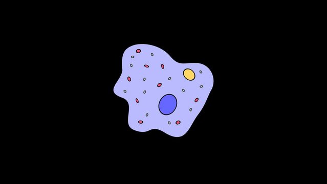 animation amoeba protozoa unicellular biology. 2d motion