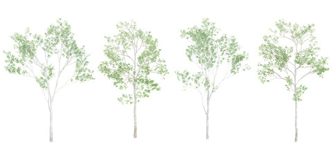 Silver birch Trees isolated on white background, tropical trees isolated used for design, advertising and architecture - obrazy, fototapety, plakaty
