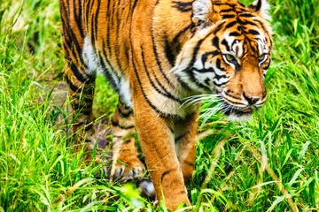 tiger close-up walks on the grass. Animal protection concept