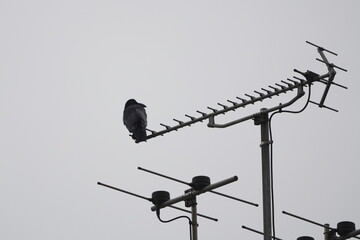 crow in a field