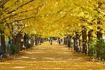 Ginkgo trees with yellow leaves in National Showa Memorial Park, Tokyo
