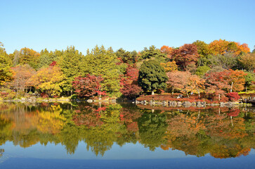 Autumn leaves at Japanese garden in National Showa Memorial Park,Tokyo