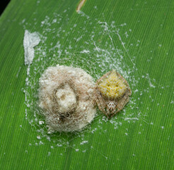 This is Eriovixia Archer, 1951 spider. A very small spider with its home.
