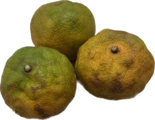 Tangerine Oranges wither The orange peel is wrinkled. Dark orange-brown color isolate on white background 