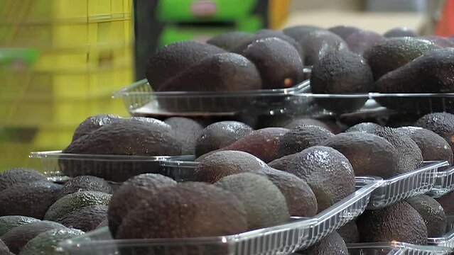 Trays of ripe hass avocados in a packaging industrial line