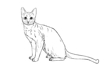 hand drawn sketch of a cat