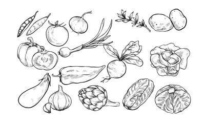 vegetables soup handdrawn illustration engraving