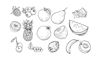 tropical fruits handdrawn illustration engraving