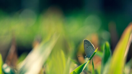 Surface level of butterflies on ground,Close-up of butterfly on plant stem,butterfly, insect, macro, nature,View of butterflies on stone sculpture,Close-up of insect on leaf,Close up view of real butt