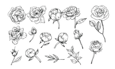 rose flower handdrawn illustration engraving