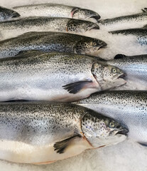 Fresh salmon