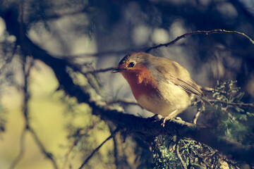 Erithacus rubecula. Robin bird on a tree branch. Background with copy space in vintage orange and yellow tones
