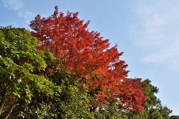 京都の紅葉