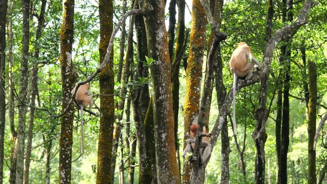 A female proboscis monkey (Nasalis larvatus) is sitting on a tree. Proboscis monkeys are endemic to the island of Borneo, which are scattered in mangroves, swamps and coastal forests.	