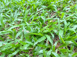 Green grass in the lawn, natural texture