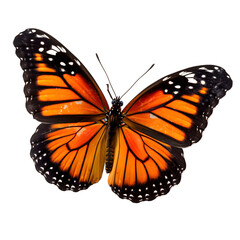 Fototapeta premium Butterflies (Rhopalocera) are lepidopteran insects that have large isolate background