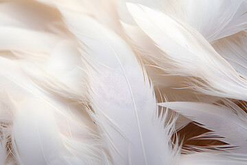 Close up of white bird feathers