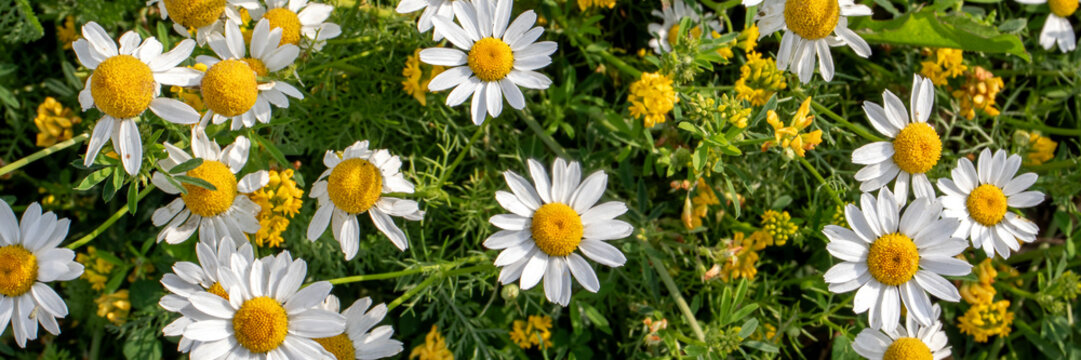  Flowers of field daisies close-up. The white petals and yellow heart is a field chamomile on a summer day. Flowers of field daisies, top view.