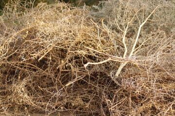Thorns of trees in northern Sudan