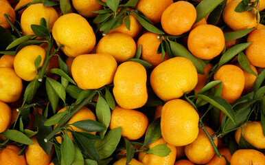 Many fresh ripe mandarins as background