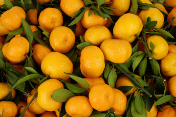 Many fresh tangerines with green leaves as background