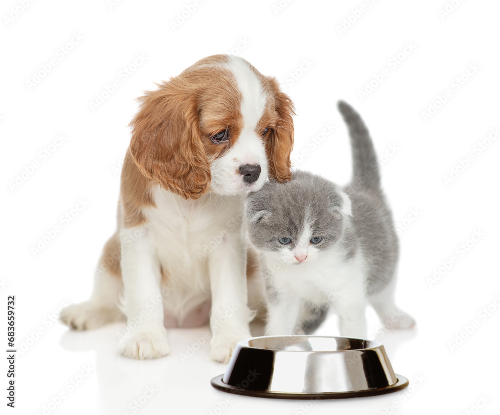 Poster Cavalier King Charles Spaniel sits with tiny kitten look at empty bowl. isolated on white background