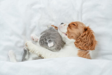 Fototapeta na wymiar Cavalier King Charles Spaniel sleeps with tiny kitten on the bed at home. Top down view