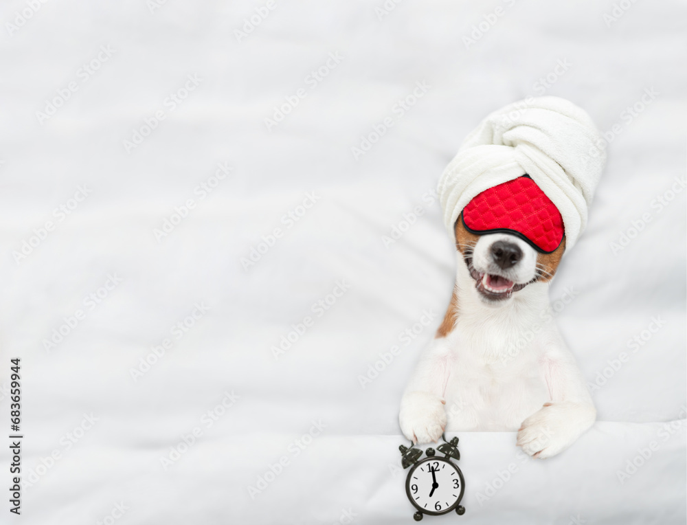 Poster jack russell terrier puppy with towel on it head wearing sleeping mask sleeps on a bed at home and h