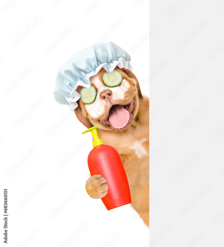 Poster Happy mastiff puppy with cream and slices of cucumber on it face wearing shower cap looks from behind empty white banner and holds bottle of fleas shampoo. isolated on white background