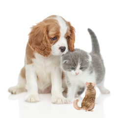Cavalier King Charles Spaniel and tiny kitten looks at chinchilla together. isolated on white background