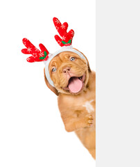 Happy Mastiff puppy dressed like santa claus reindeer  Rudolf looking from behind empty white banner. Isolated on white background