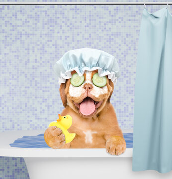 Happy Mastiff puppy wearing shower cap with pieces of cucumber with cream on it face takes the bath at home and holds rubber duck